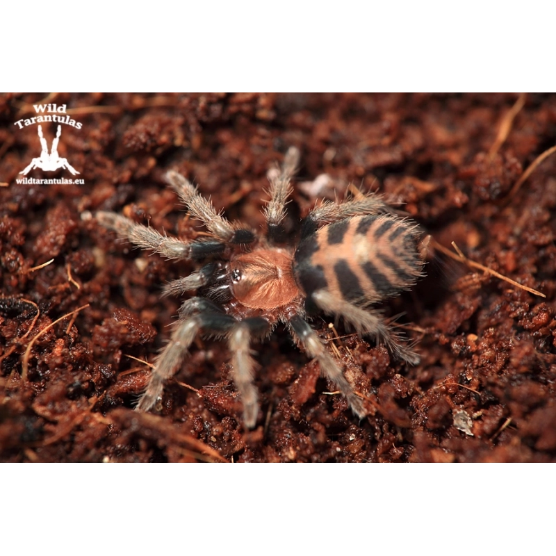 10x Davus pentaloris (Guatemalan Tiger Rump Tarantula) sling