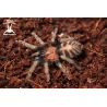 10x Davus pentaloris (Guatemalan Tiger Rump Tarantula) sling