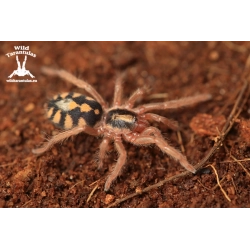 10x Hapalopus formosus (Pumpkin Patch) sling