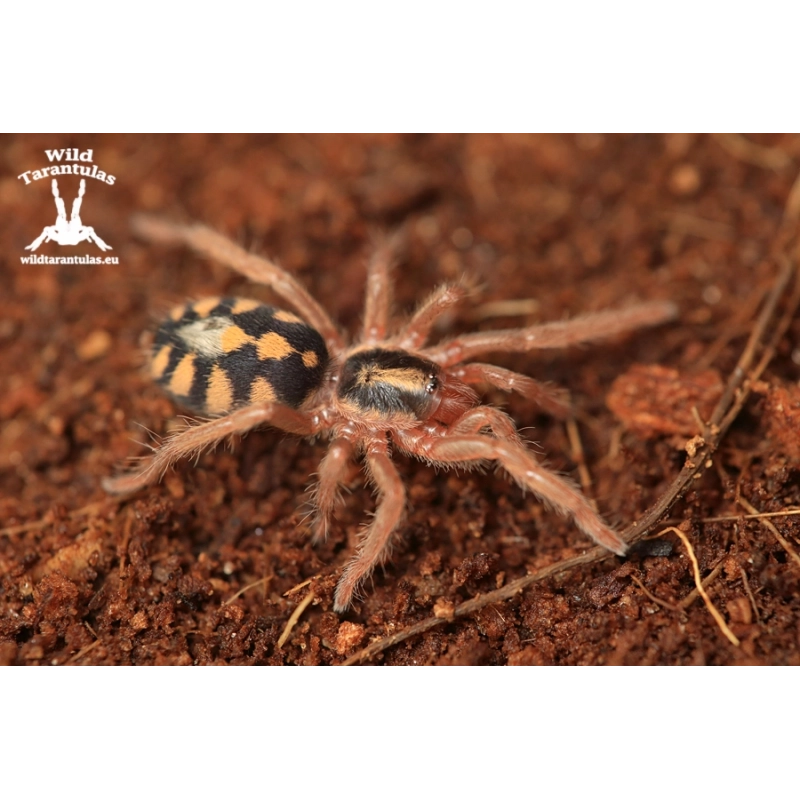 10x Hapalopus formosus (Pumpkin Patch) sling