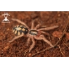 10x Hapalopus formosus (Pumpkin Patch) sling