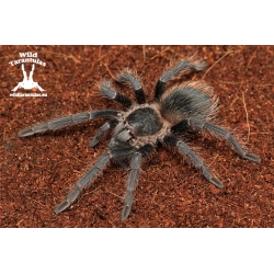 Lasiodora parahybana (Brazilian Salmon Pink) Female