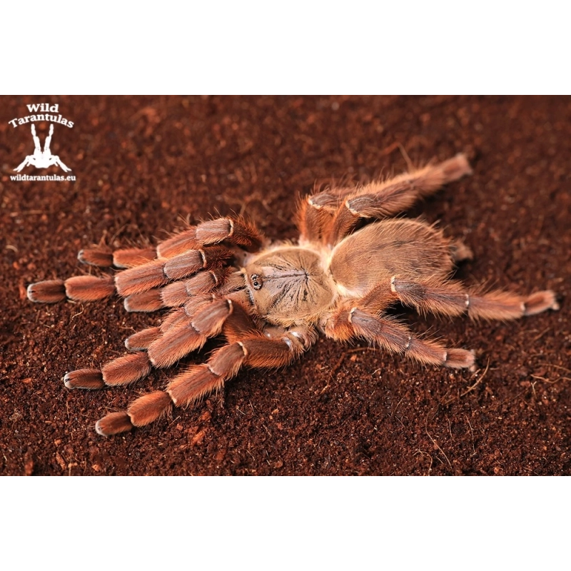 5x Aspinochilus rufus (Peach Earth Tiger  Tarantula) slings