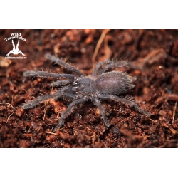 10x Chilobrachys sp. Vietnam Blue (Vietnam Blue Tarantula) slings