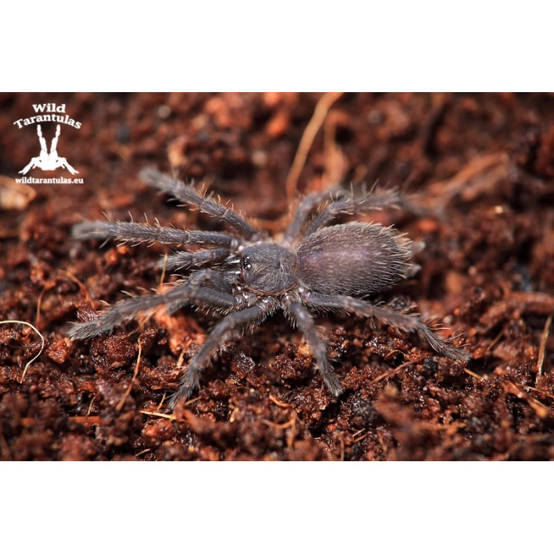 10x Chilobrachys sp. Vietnam Blue (Vietnam Blue Tarantula) slings