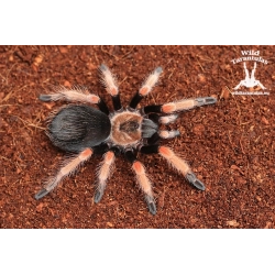 Brachypelma boehmei (Mexican Fireleg Tarantula) sling