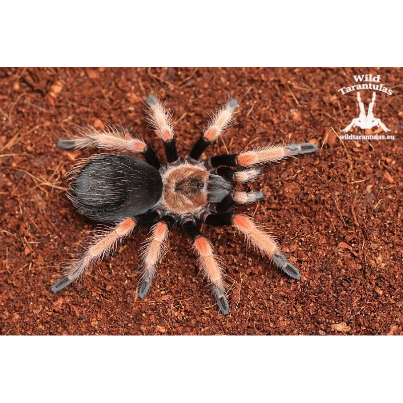 Brachypelma boehmei (Mexican Fireleg Tarantula) sling