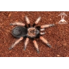 Brachypelma boehmei (Mexican Fireleg Tarantula) sling