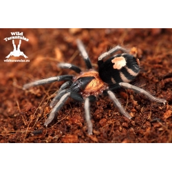 Cyriocosmus elegans (Trinidad Dwarf Tiger Tarantula) female