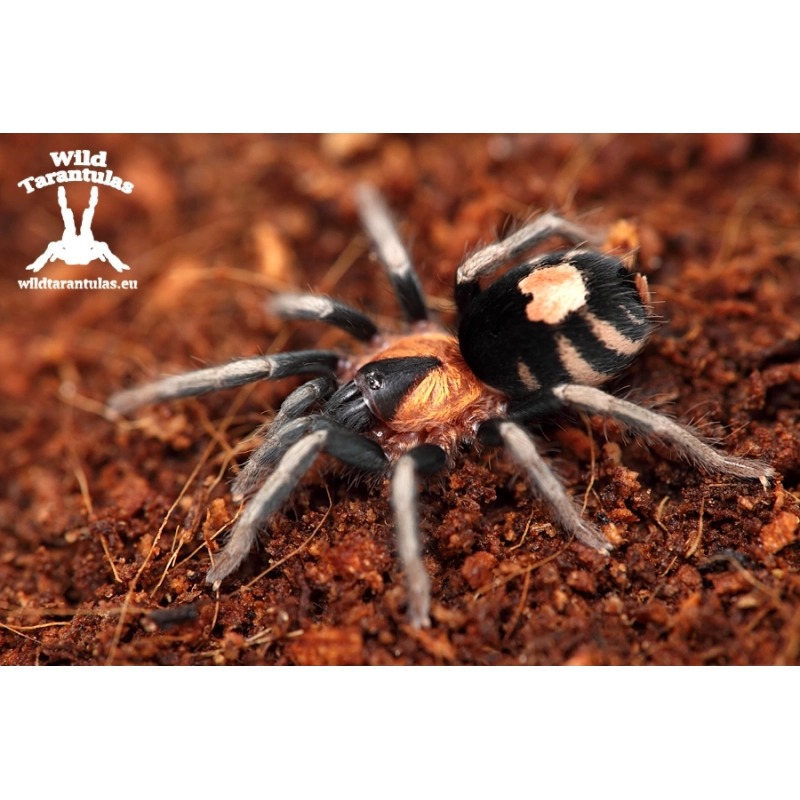 Cyriocosmus elegans (Trinidad Dwarf Tiger Tarantula) female
