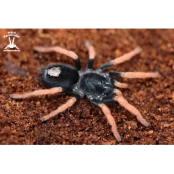Kochiana brunnipes (Dwarf Pink Leg Tarantula) pair