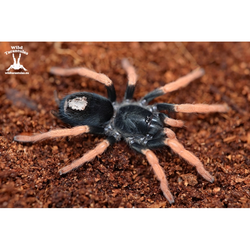 Kochiana brunnipes (Dwarf Pink Leg Tarantula) pair