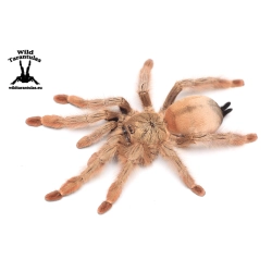 Psalmopoeus pulcher (Panama Blonde Tarantula) sling