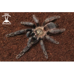 10x Psalmopoeus reduncus (Costa Rican Orange Mouth Tarantula) sling