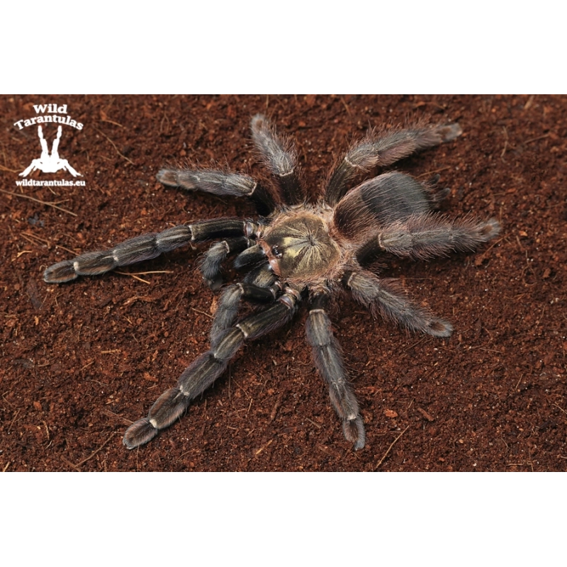 10x Psalmopoeus reduncus (Costa Rican Orange Mouth Tarantula) sling