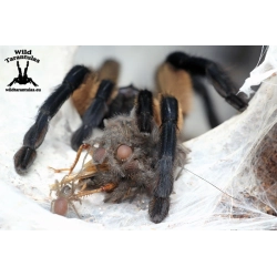 20x Monocentropus balfouri (Socotra Island Blue Baboon Tarantula) slings