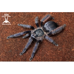 10x Tapinauchenius plumipes (Purple Tree Tarantula) slings