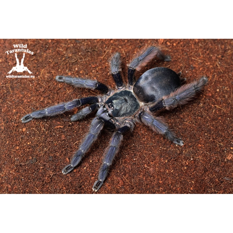 10x Tapinauchenius plumipes (Purple Tree Tarantula) slings