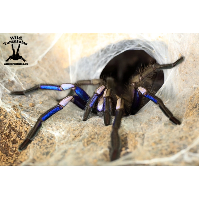 Chilobrachys natanicharum (Electric Blue Tarantula) female