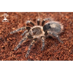 Grammostola pulchripes (Chaco Golden Knee Tarantula) juvie