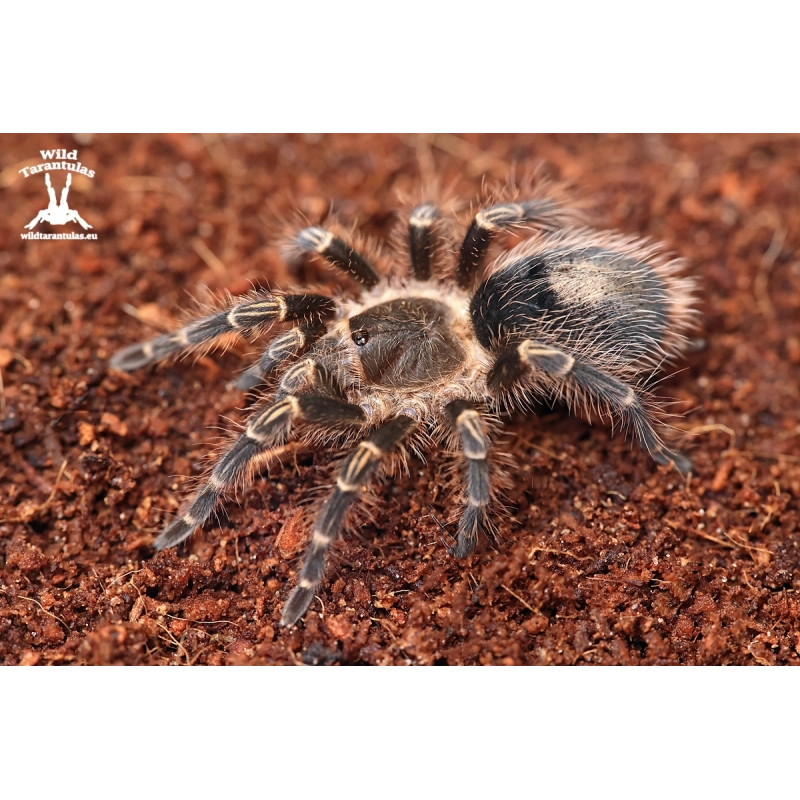 Grammostola pulchripes (Chaco Golden Knee Tarantula) juvie
