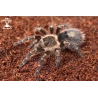 Grammostola pulchripes (Chaco Golden Knee Tarantula) juvie
