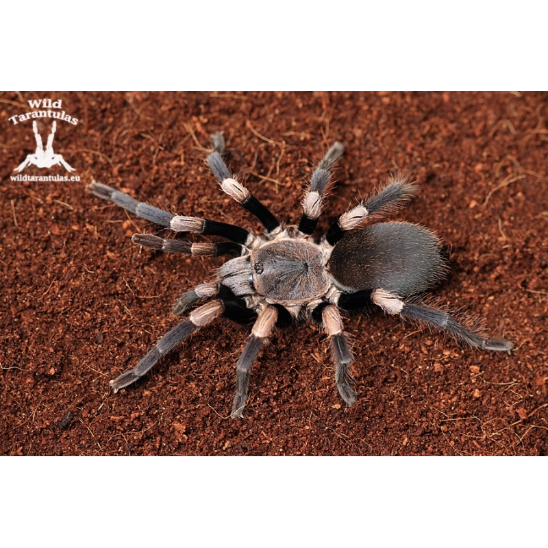 Haplocosmia himalayana (Himalayan Earth Tiger Tarantula) sling