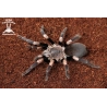Haplocosmia himalayana (Himalayan Earth Tiger Tarantula) sling