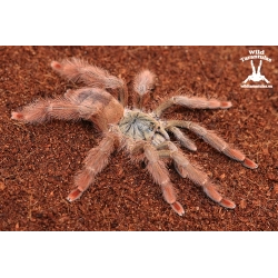 Amazonius germani (Orange Tree Spider) sling