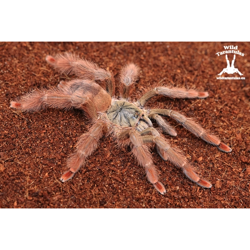 Amazonius germani (Orange Tree Spider) sling