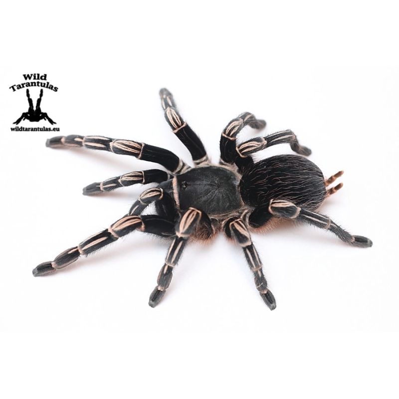 Aphonopelma seemanni (Costa Rican Zebra Tarantula) sling