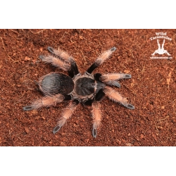 Brachypelma klaasi (Mexican Pink Tarantula) sling