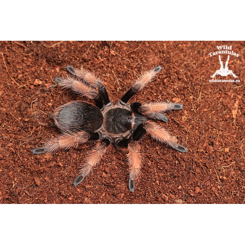 Brachypelma klaasi (Mexican Pink Tarantula) sling