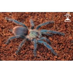 Dolichothele diamantinensis (Brazilian Blue Dwarf Beauty Tarantula) sling