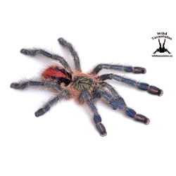 Ybyrapora diversipes (Amazon Sapphire Pinktoe) sling
