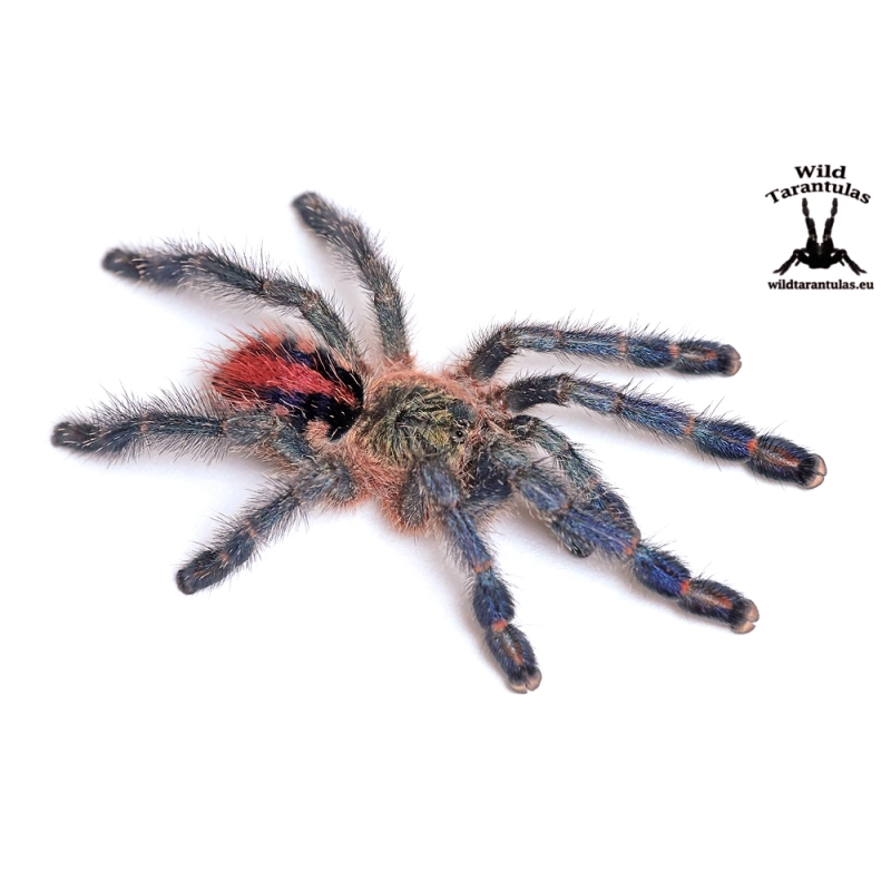 Ybyrapora diversipes (Amazon Sapphire Pinktoe) sling