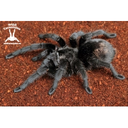Grammostola pulchra (Brazilian Black Tarantula) Pair