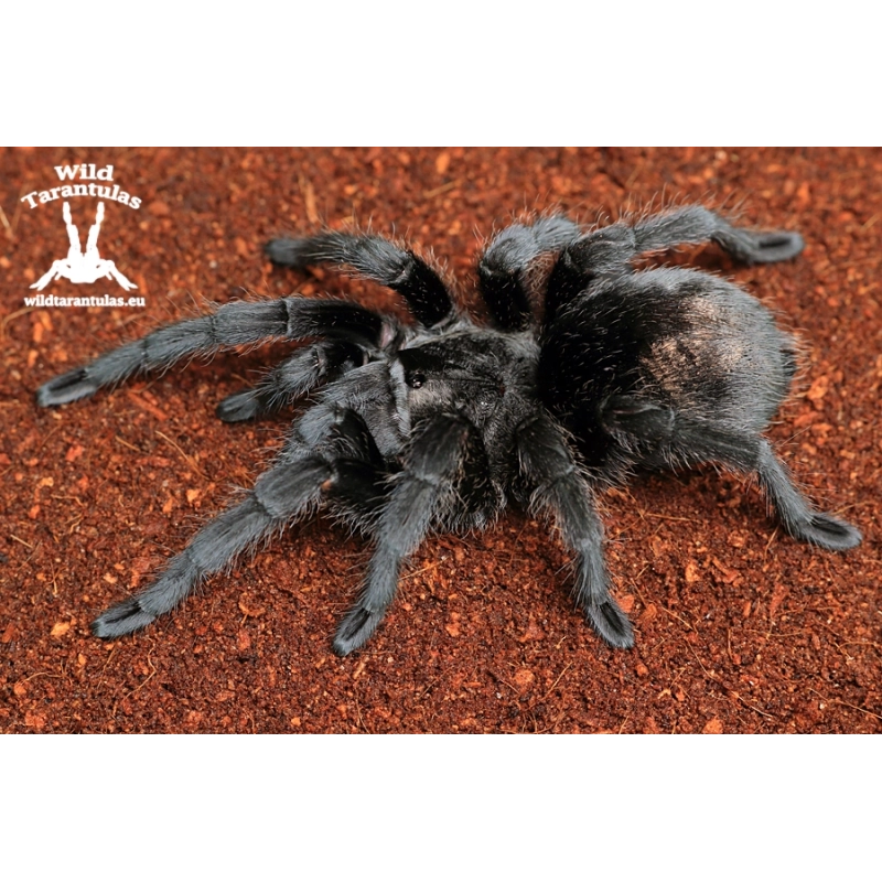 Grammostola pulchra (Brazilian Black Tarantula) Pair