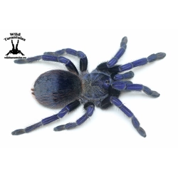Lasiocyano sazimai (Iridescent Blue Tarantula) female
