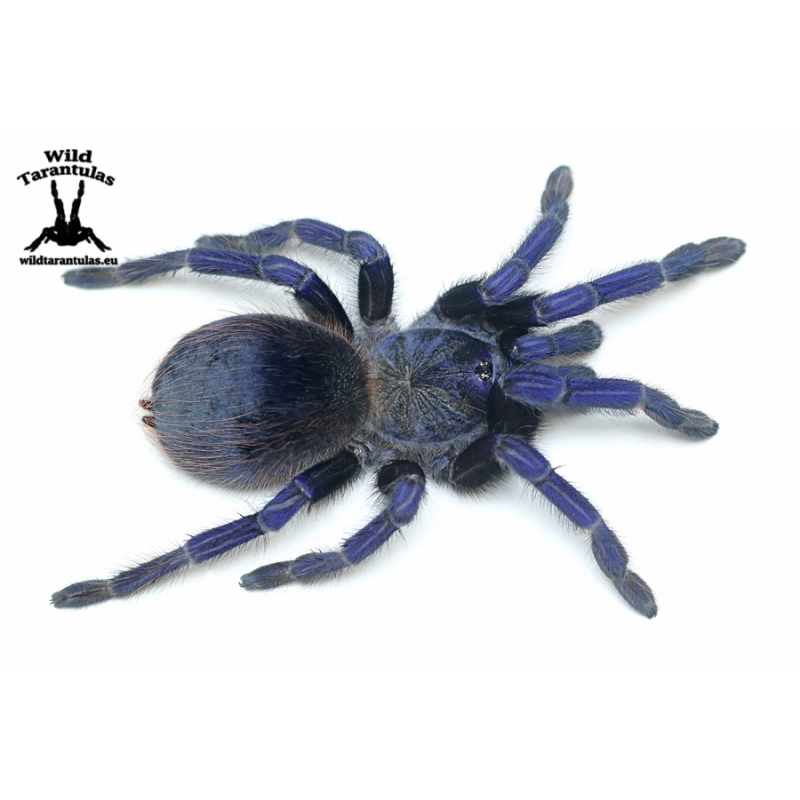 Lasiocyano sazimai (Iridescent Blue Tarantula) female