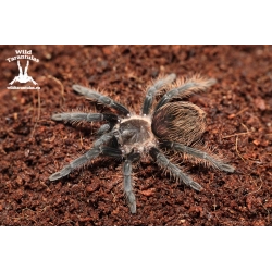 Tliltocatl albopilosus "Nicaragua" (Nicaraguan Curly Hair Tarantula) sling