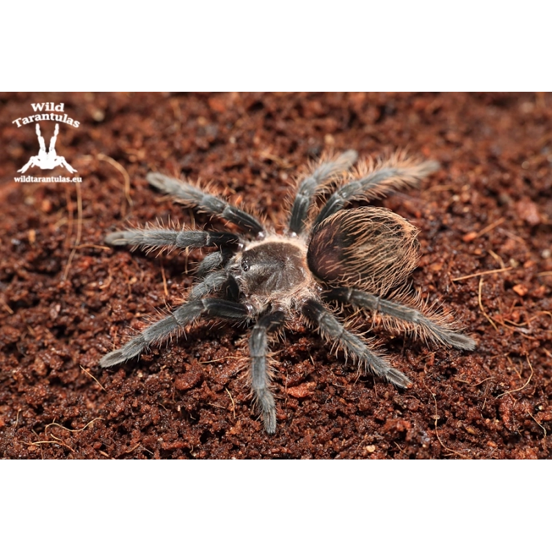 Tliltocatl albopilosus "Nicaragua" (Nicaraguan Curly Hair Tarantula) sling