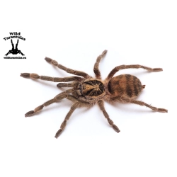 Neoholothele incei Classic (Trinidad Olive Tarantula) sling