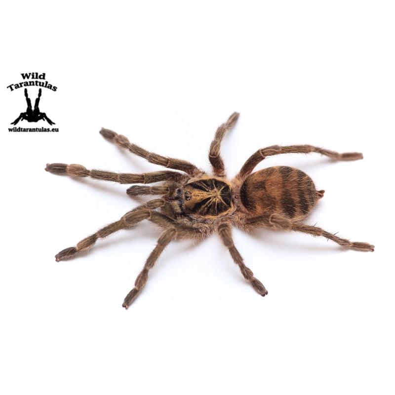 Neoholothele incei Classic (Trinidad Olive Tarantula) sling