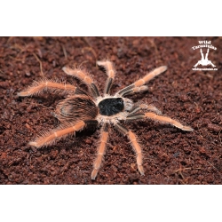 Megaphobema robustum (Colombian Giant Redleg Tarantula) sling