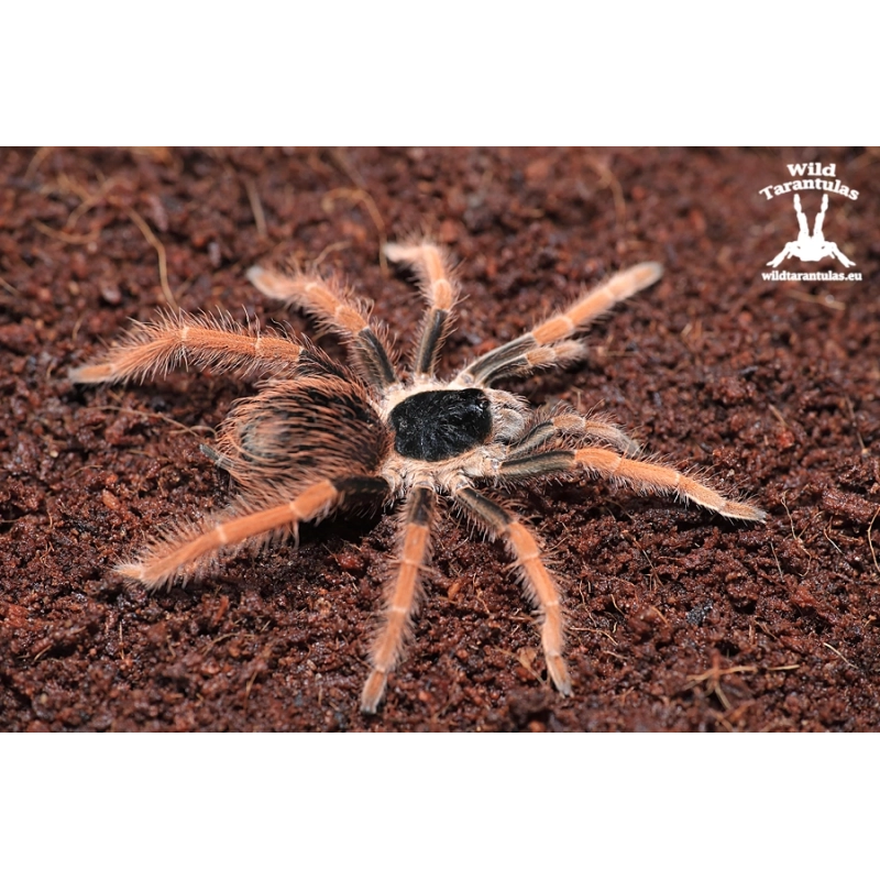 Megaphobema robustum (Colombian Giant Redleg Tarantula) sling