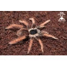 Megaphobema robustum (Colombian Giant Redleg Tarantula) sling