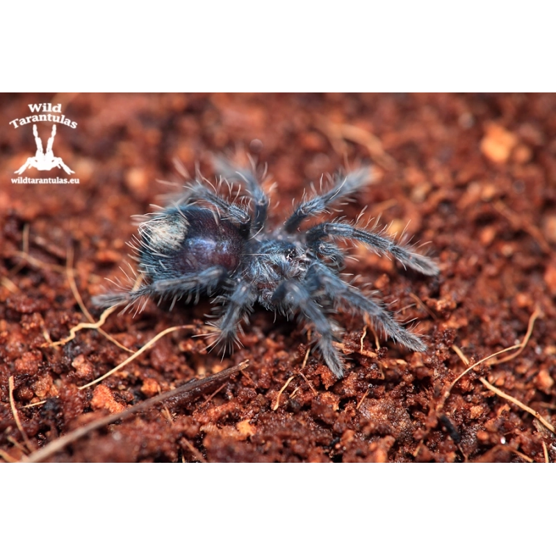 Red Island Birdeater Tarantula (Phormictopus atrichomatus) sling