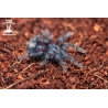Red Island Birdeater Tarantula (Phormictopus atrichomatus) sling