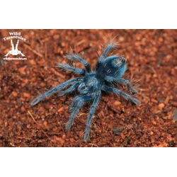 Phormictopus sp. "Dominican Purple" (Dominican Purple Tarantula) sling